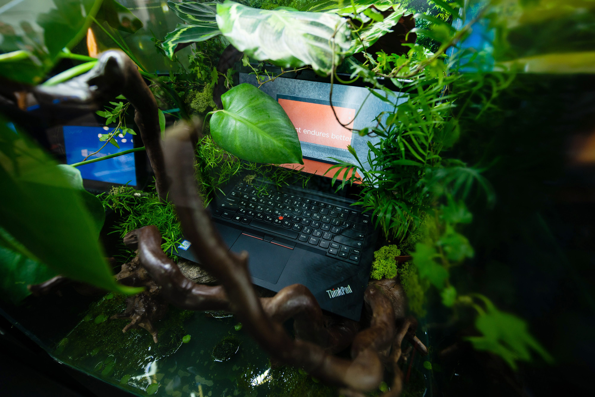 ThinkPad_Jungle