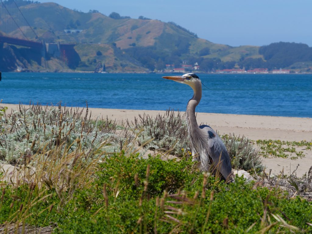 Great blue heron