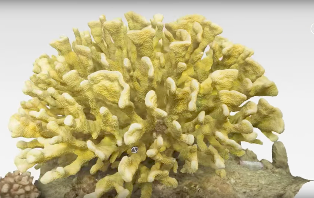 Hydrous_coral