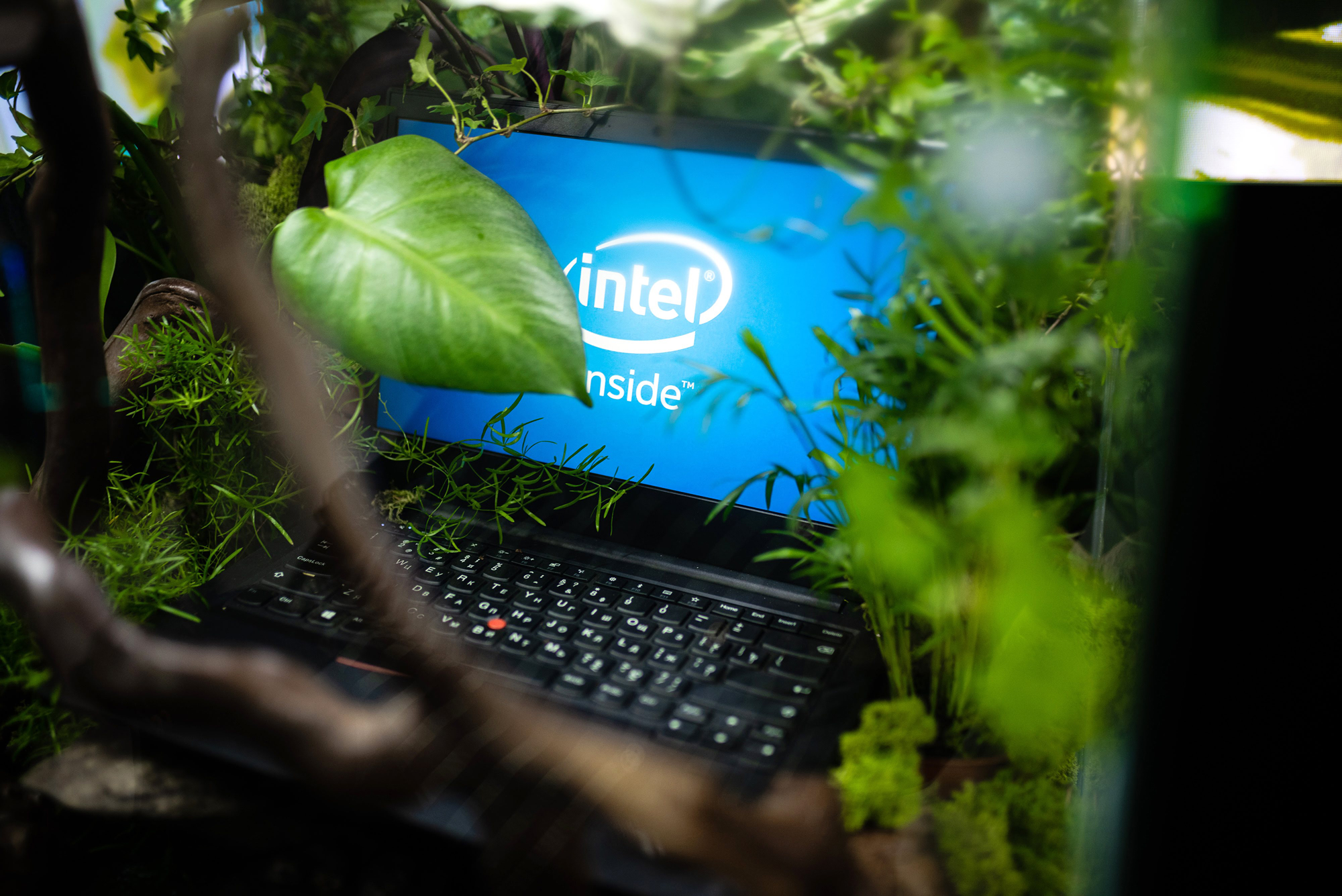 ThinkPad_Jungle